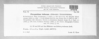 Phragmidium bulbosum image